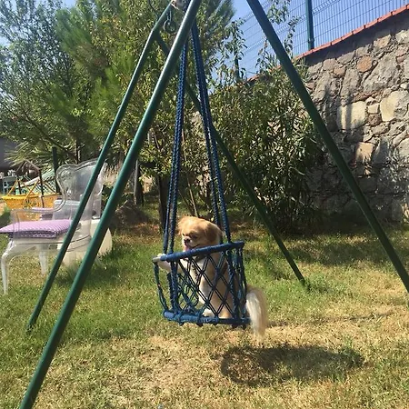 Hayat Agaci Assos